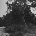 Солнечное переулок Коуку справа сосна слева магазин Кяяпя 1950-е